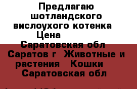 Предлагаю шотландского вислоухого котенка › Цена ­ 3 500 - Саратовская обл., Саратов г. Животные и растения » Кошки   . Саратовская обл.